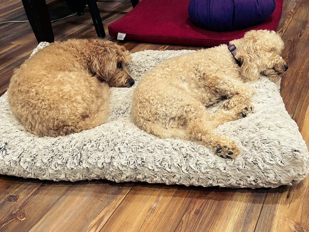 Two small curly-haired dogs nap side by side on a shared fluffy dog bed.