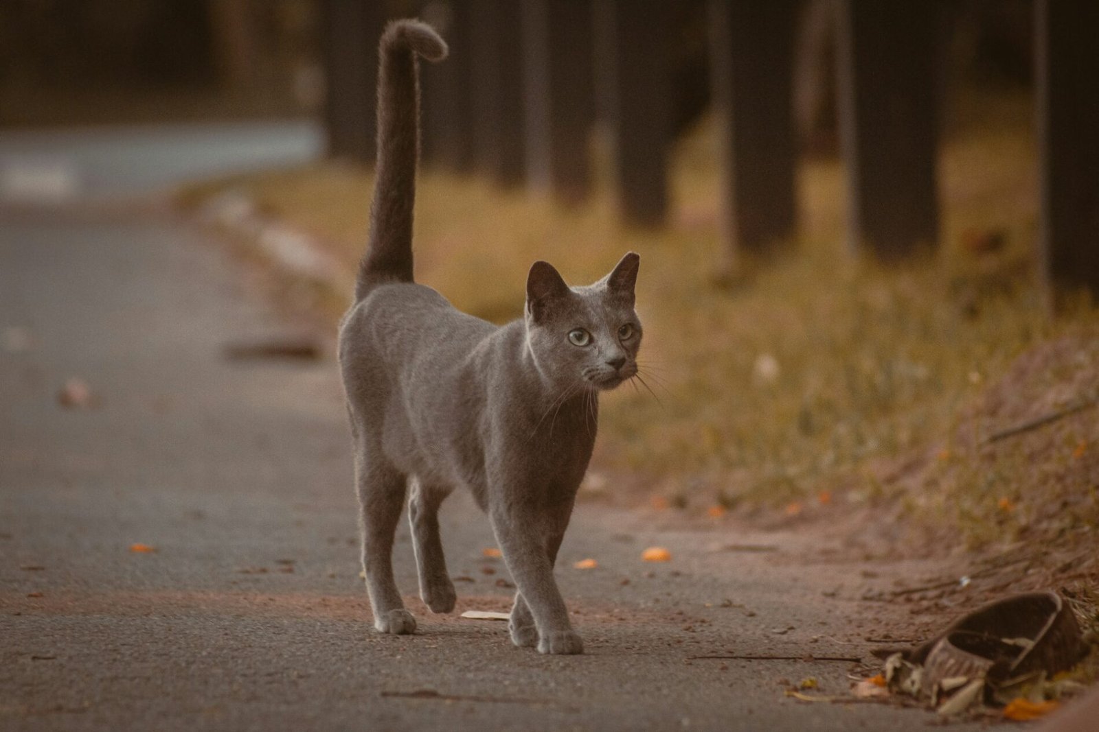 A sleek gray cat walking confidently along a quiet sidewalk, tail held high, with soft autumn light and fallen leaves in the background.