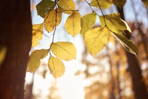 Golden September leaves glowing in the sunlight at the edge of autumn.