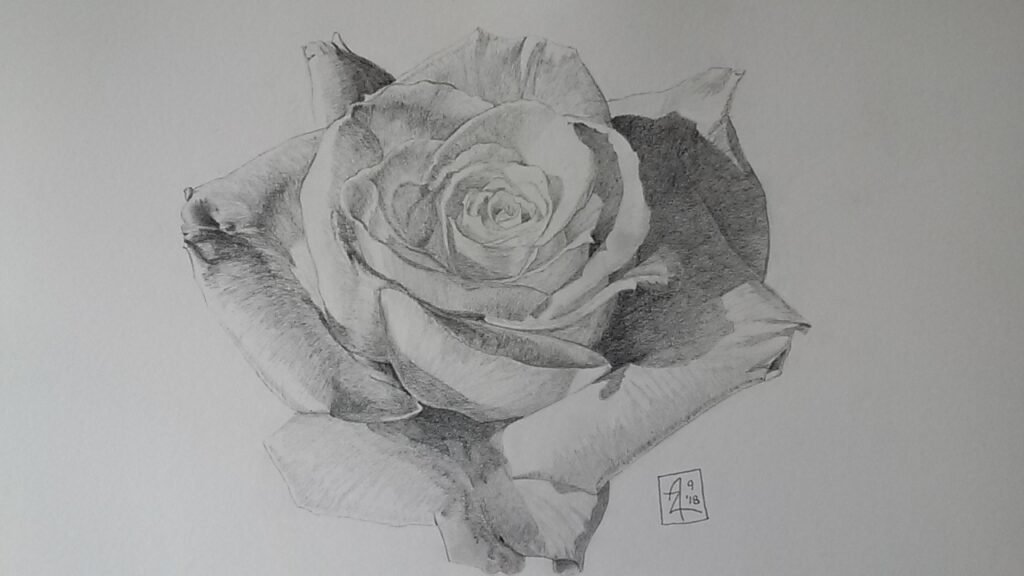 Graphite drawing of a rose bloom with layered petals, soft shading, and darker textured areas emphasizing the folds and surfaces of the flower.