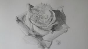 Graphite drawing of a rose bloom with layered petals, soft shading, and darker textured areas emphasizing the folds and surfaces of the flower.