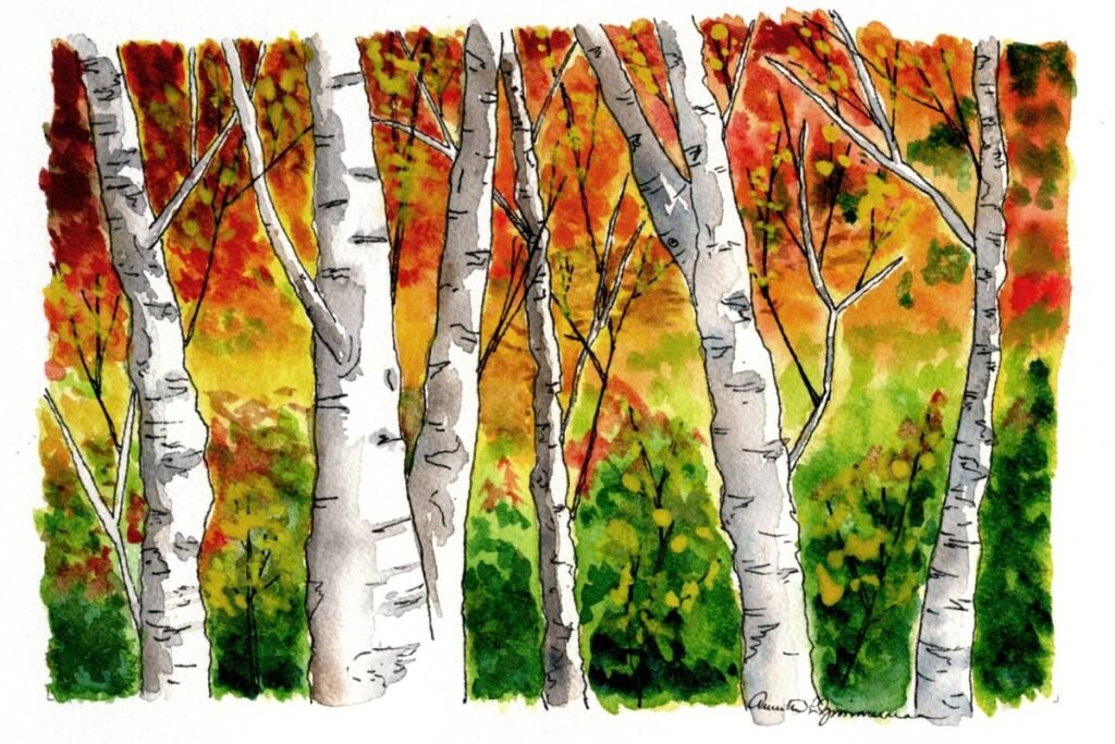 Watercolor painting of white birch trees in front of a vibrant autumn forest with orange, yellow, red, and green foliage.