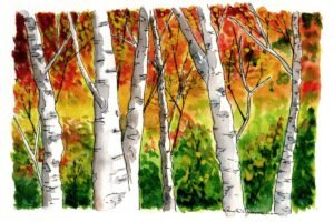 Watercolor painting of white birch trees in front of a vibrant autumn forest with orange, yellow, red, and green foliage.