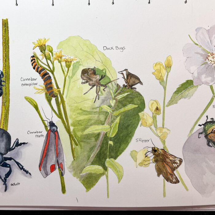 Watercolor nature journal spread featuring labeled insects and plants, including a bloody-nosed beetle, cinnabar caterpillar, cinnabar moth, dock bugs, skipper butterfly, rose chafer, and wildflowers.