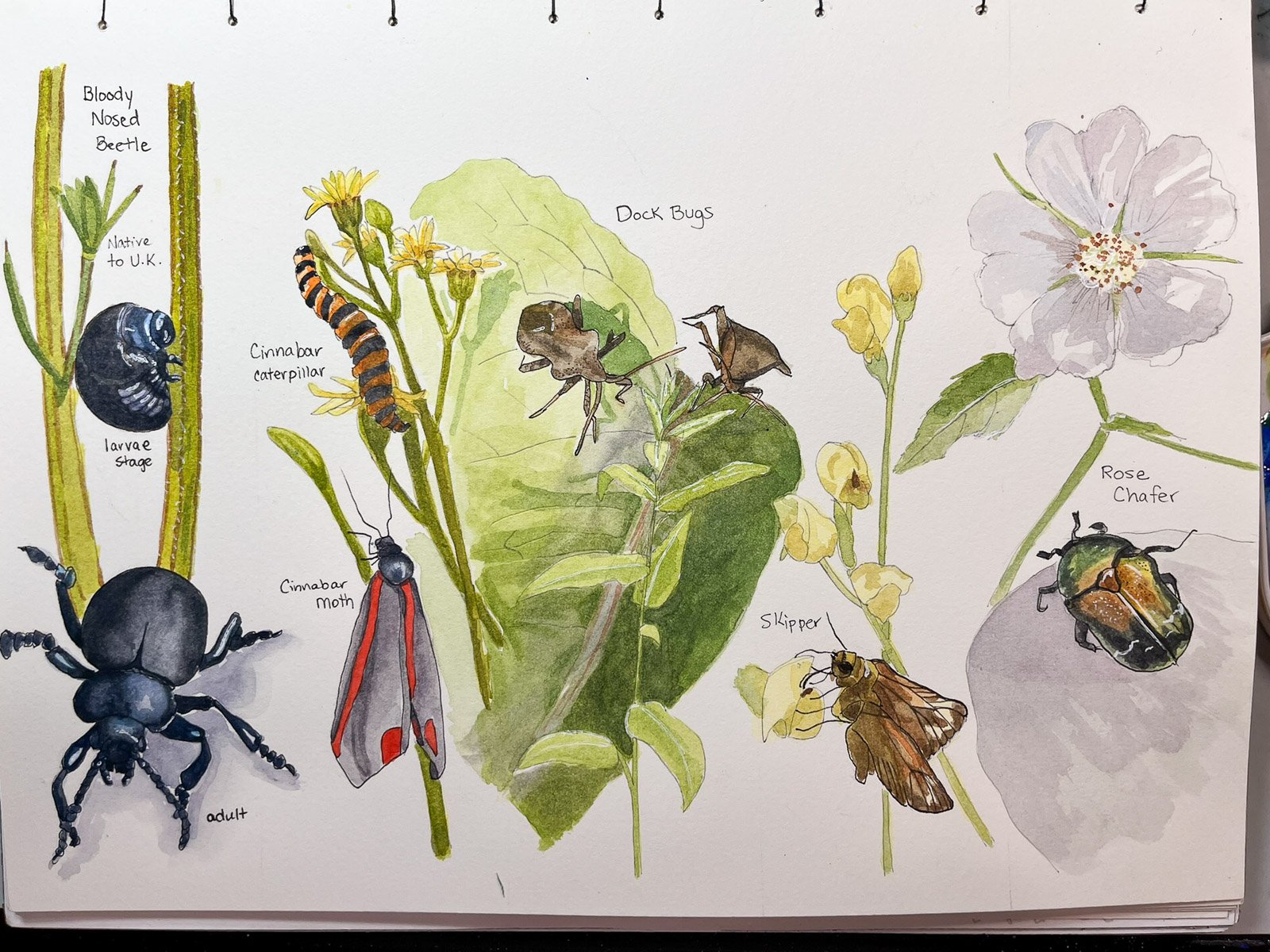 Watercolor nature journal spread featuring labeled insects and plants, including a bloody-nosed beetle, cinnabar caterpillar, cinnabar moth, dock bugs, skipper butterfly, rose chafer, and wildflowers.