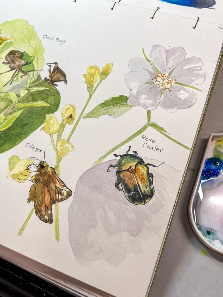 watercolor nature journal of Skipper and Rose Chaffer