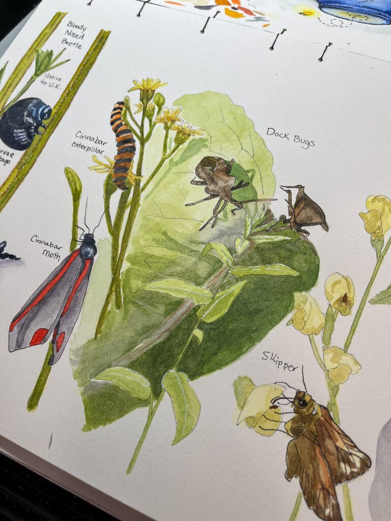 watercolor nature journal of Cinnabar and Dock Bugs