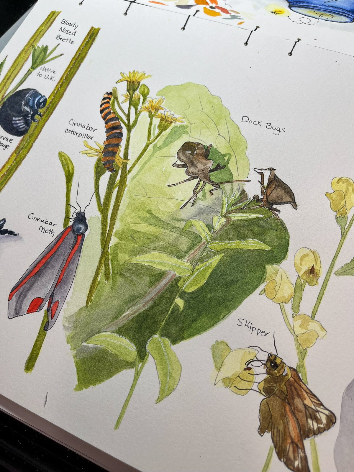 watercolor nature journal of Cinnabar and Dock Bugs