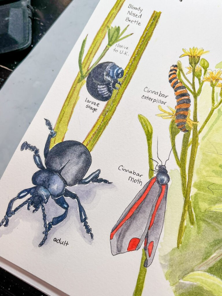 watercolor nature journal of Bloody Nose Beetles and Cinnabar