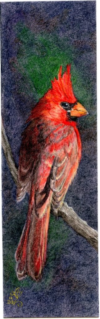 Drawing of a bright red cardinal perched on a branch against a dark green and blue background, created as a handmade bookmark.