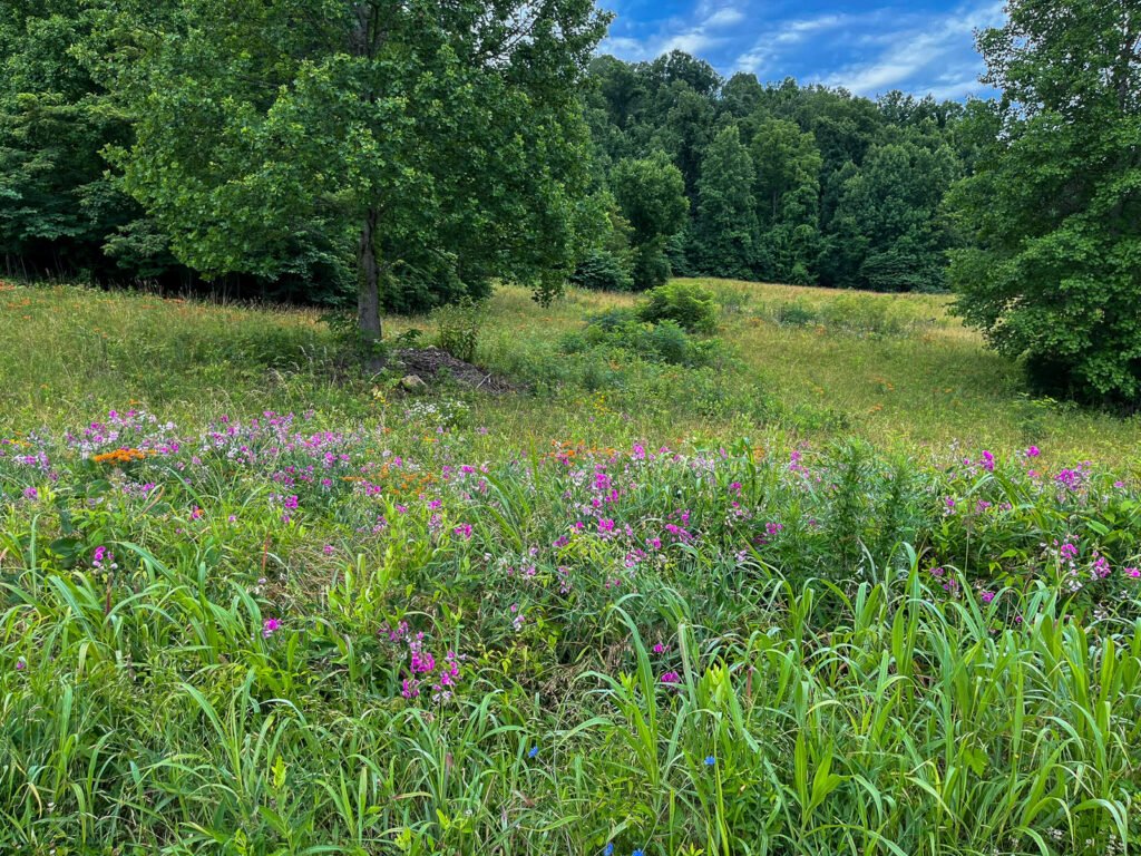 A summer meadow filled with wildflowers, grasses, trees, and a blue sky.