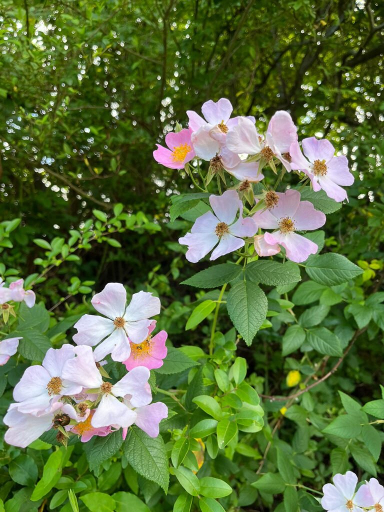 Pale pink dogwood blossoms bloom against a green wooded background.