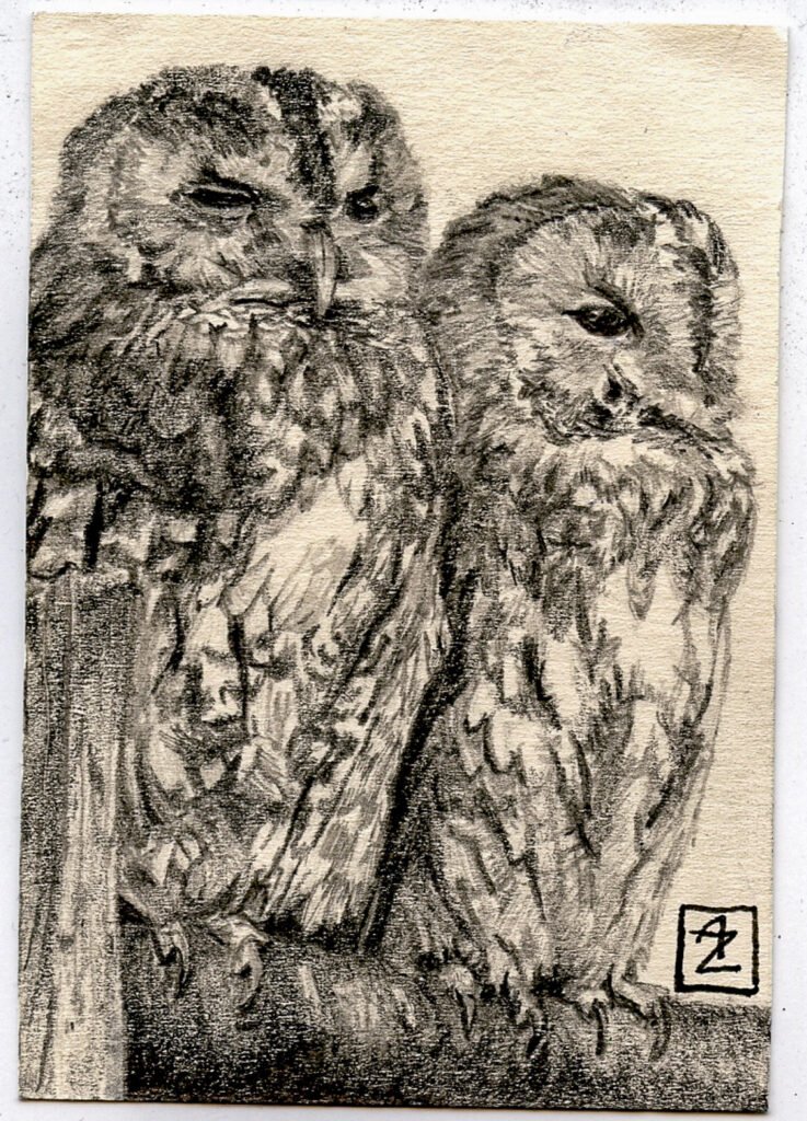 Small graphite and colored pencil artist trading card showing two owls perched close together.
