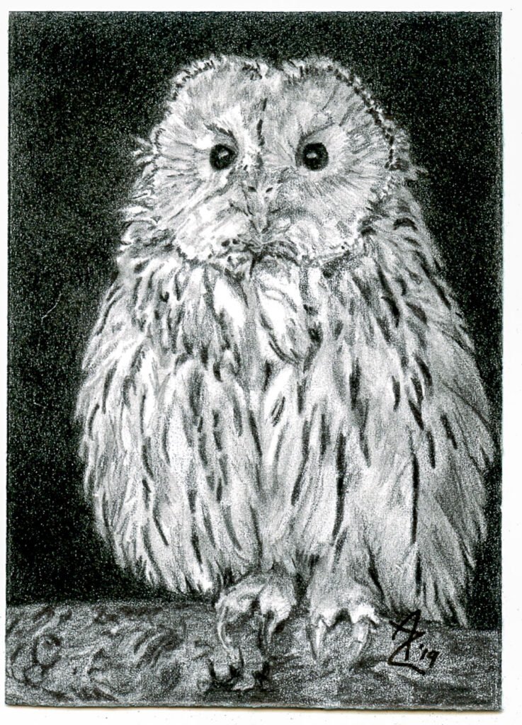 Small graphite and colored pencil artist trading card showing a single fluffy owl against a dark background.