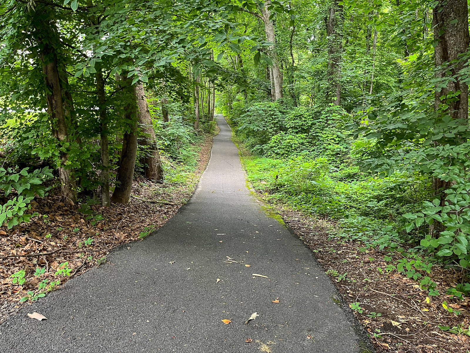 A paved trail curves through dense green summer trees.