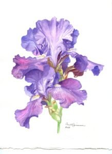 Watercolor painting of purple irises with layered violet petals, green stems, and yellow details on white paper.