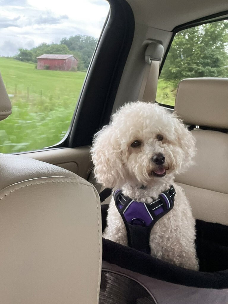 Small white curly-haired dog wearing a purple harness, sitting in a travel bed in the back seat of a truck.