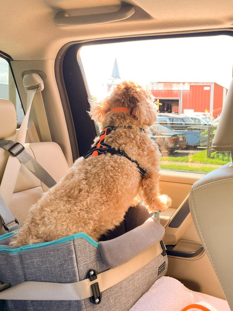 Tan curly-haired dog standing in a secured travel bed and looking through the truck window at roadside buildings.