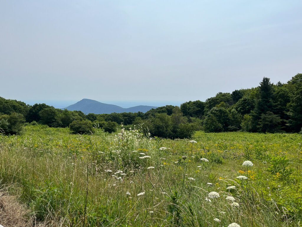 A sunlit meadow filled with grasses and white wildflowers, with a pointed mountain and hazy blue ridges beyond the trees.