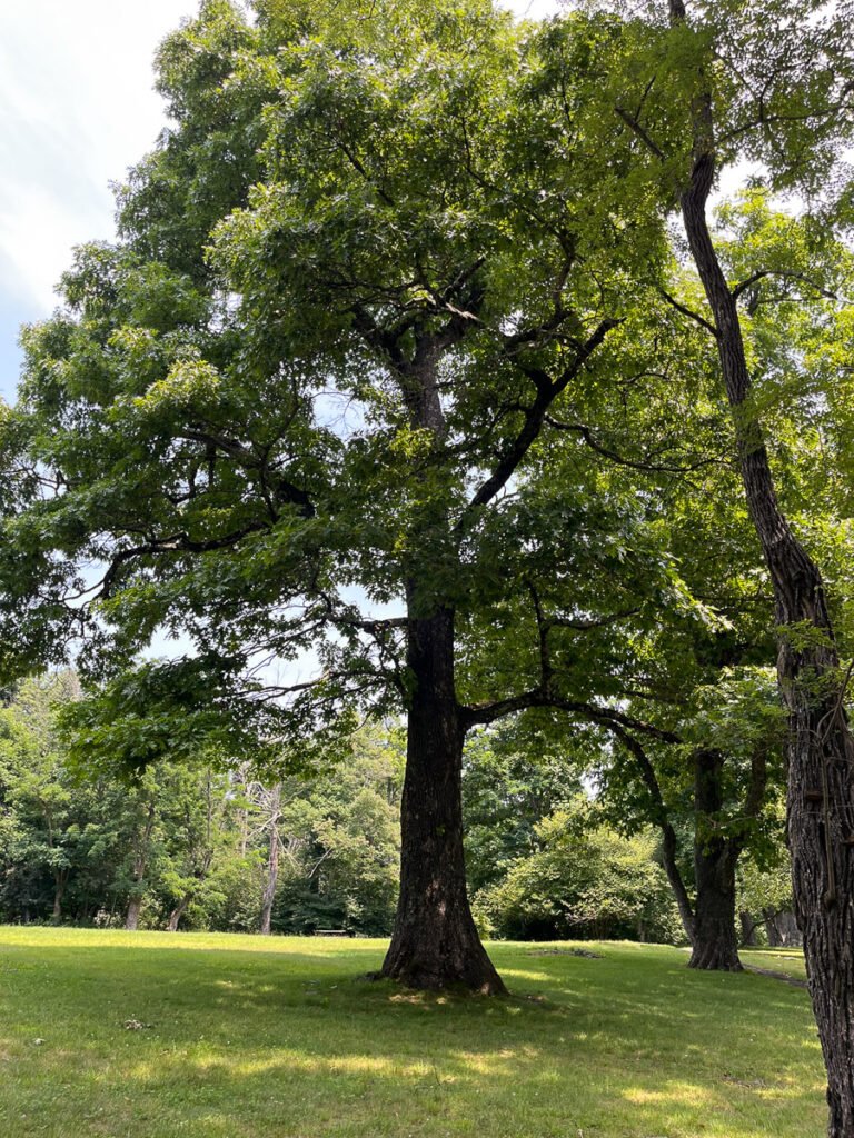 a large hickory tree in Shenandoah National Park