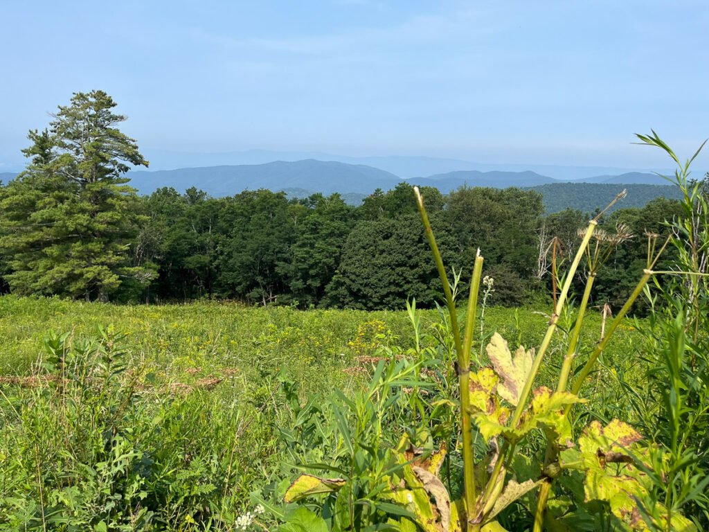 Green meadow and wildflowers beneath layered blue mountain ridges along Skyline Drive.