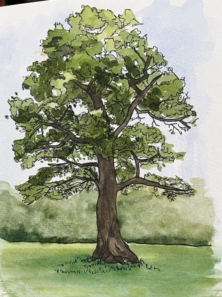 Watercolor-and-ink sketch of a large leafy tree standing alone on green grass.