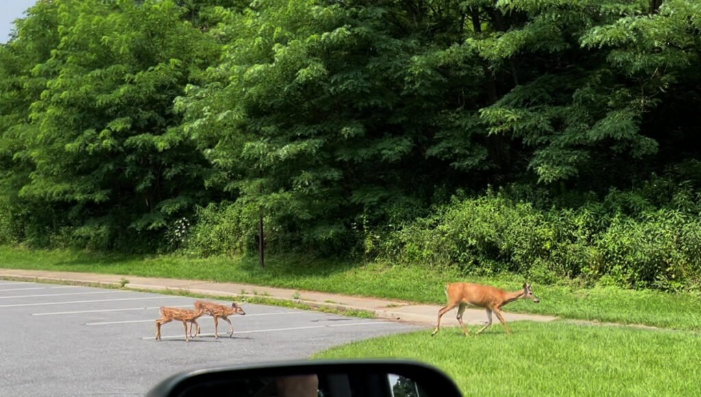 A doe leads two spotted fawns across a paved campground road beside dense green woods.